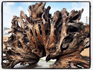  Shopping for Veneers and came across this insane sculpture of Nature ... #Sequoia ... just breathtaking! . . . . . #tree #bark #veneer #timber #sourcing #losangeles #nature #mothernature #interiordesign #amazegaze 